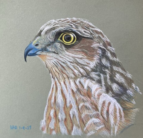 Buizerd