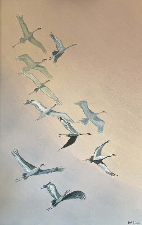 Kraanvogels